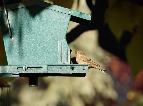 Nahaufnahme Eines Kleinen Vogels Sitzt Still Auf Einem Haushaltsförmigen Vogelfutterhäuschen — Stockfoto