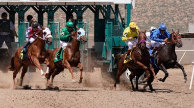 Prescott Valley, Arizona/USA - September 1, 2019 : Quarter horses accelerate out of the gate during the beginning of a race at Arizona Downs.