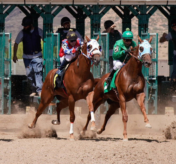 Prescott Valley, Arizona/USA - September 1, 2019 : Two Quarter horses have matching strides coming out of the gate during the beginning of a race at Arizona Downs.