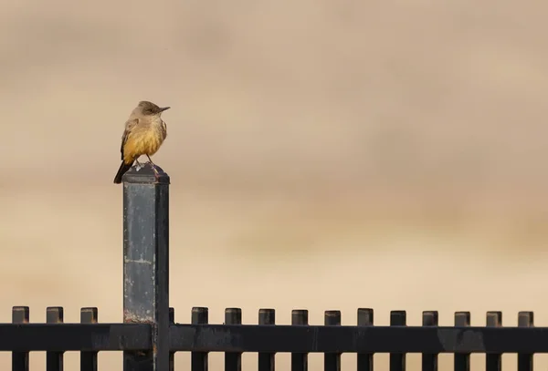 Pequeno Pássaro Diz Phoebe Senta Calmamente Poste Vedação Metal — Fotografia de Stock