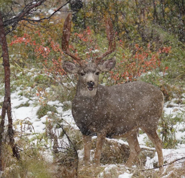 Mogen Bock Tittar Kameran Höstsnöstorm — Stockfoto