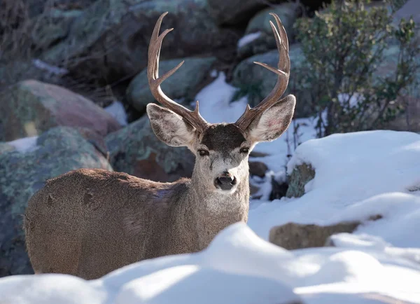 Sebuah Buck Megah Berdiri Salju Dan Batu Batu Terlihat Lurus — Stok Foto