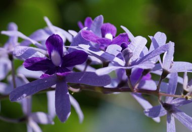 Kraliçe 'nin Çelengi olarak bilinen güzel çiçeklerin yakın çekimi. Bu çekim çiçek açan bir çiçek merkezine ve tomurcuğa odaklanır..