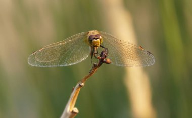 Kurumuş bir dala oturmuş yusufçuk yüzü, bacakları ve kanatları yakından izle..