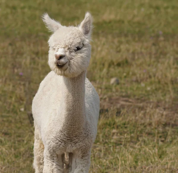 Young Alpaca Has Beautiful Headful White Fluffy Wool Covers Its — Stock Photo, Image