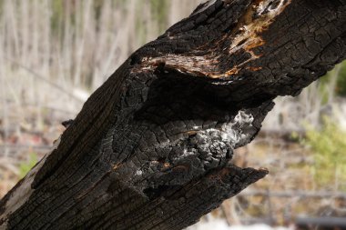 Orman yangınında ağır hasar gören bir ağaç gövdesine yakın..
