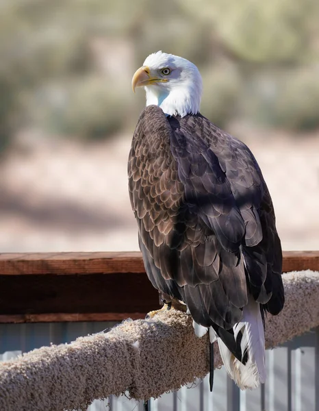 Águila Calva Sienta Tranquilamente Percha Disfrutando Del Calor Del Sol —  Fotos de Stock