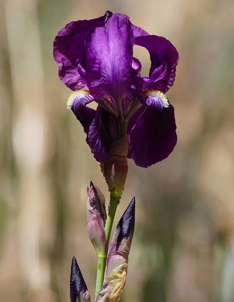 共生昆虫が咲く美しい紫色の虹彩の花茎 — ストック写真