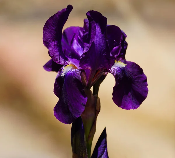 Close up of a gorgeous deep purple iris flower with it\'s orange highlights and yellow beard.