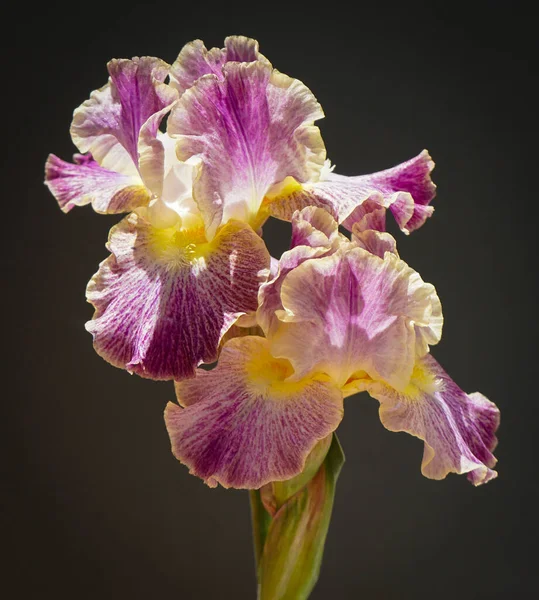 Close Iris Flower Stalk Beautifully Combines Brilliance Magenta Iridescence Yellow Royalty Free Stock Photos