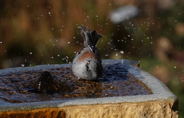 Eine Dunkeläugige Junta Genießt Einem Heißen Nachmittag Das Kühle Wasser — Stockfoto