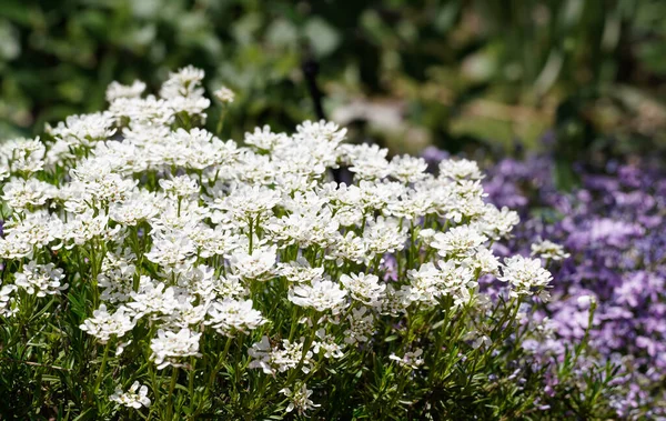 Regroupement Belles Fleurs Blanches Printemps Absorbant Soleil Avec Des Fleurs — Photo