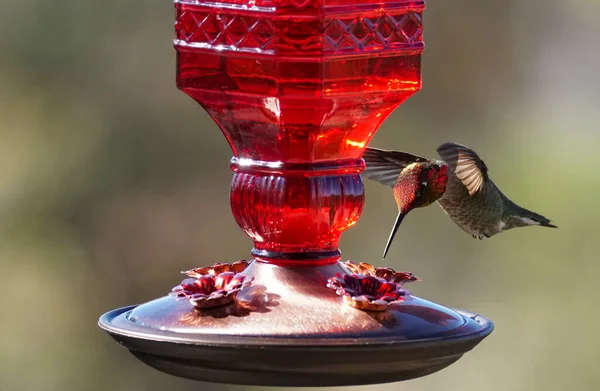Vacker Rödhårig Kolibri Som Svävar Förbi Mataren Och Förbereder Sig — Stockfoto