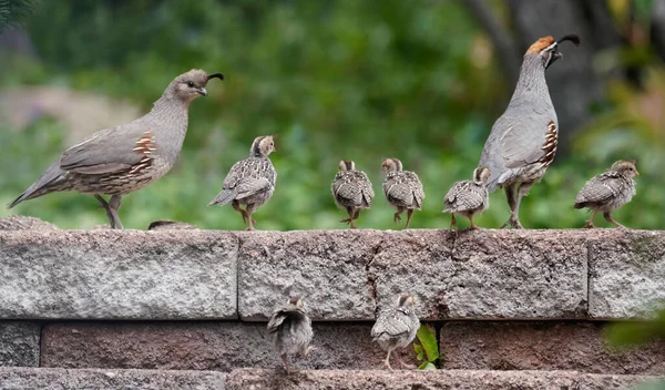 Сім Пташенят Перукарів Проводить Прогулянки Мамою Татом — стокове фото