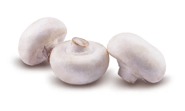 Champignons are isolated on a white background — Stock Photo, Image