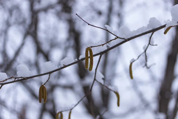 Nut Color Covered Snow — Stock Photo, Image