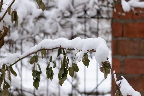 Ramo Coberto Neve Rosa Arbusto — Fotografia de Stock