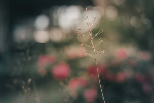 Grass flower photos Taken with backlight.