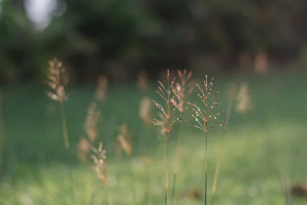 Photos de fleurs d'herbe prises avec le rétroéclairage . — Photo