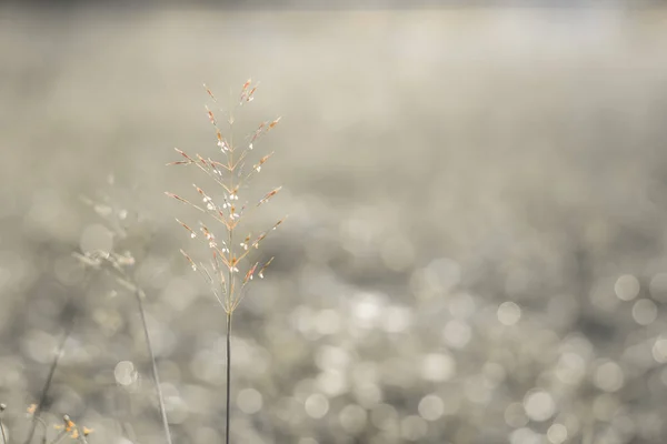 Photos de fleurs d'herbe prises avec le rétroéclairage . — Photo