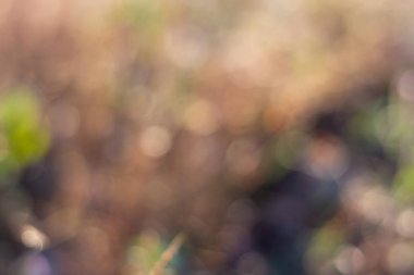 Ilık ışıkla mavimsi Doğal arkaplan.