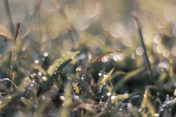 Selective focus Soft shoots of grasstake backlit in the morning. — Stock Photo, Image