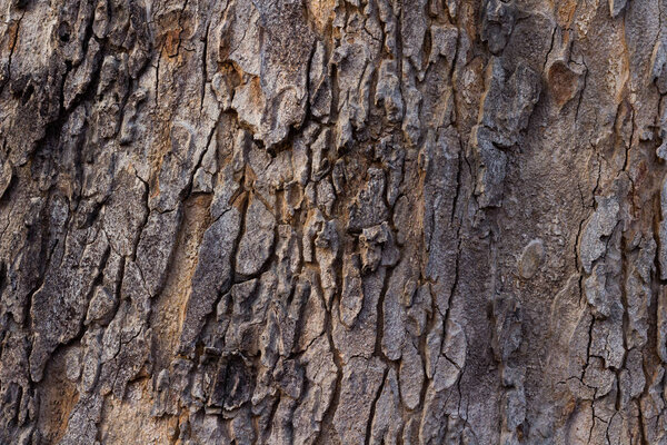 Surface of Azadirachta indica tree.