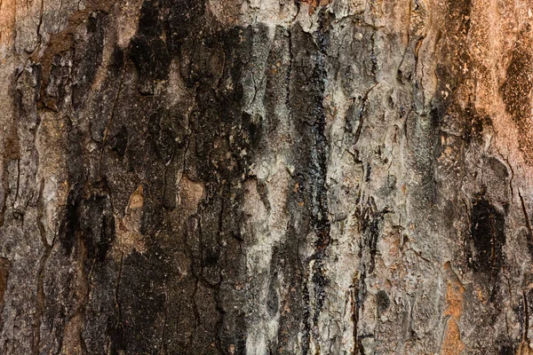 Surface of Azadirachta indica tree. — Stock Photo, Image