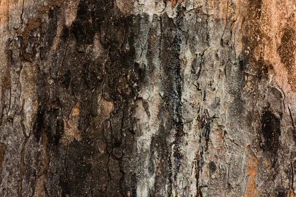 Surface of Azadirachta indica tree. — 스톡 사진