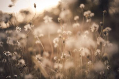 Palto düğmeleri, Meksikalı papatya seçici odak noktası. Fotoğraf torbasını al