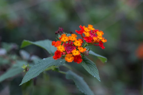 Ένας τύπος άγριου λουλουδιού με πολύχρωμο. — Φωτογραφία Αρχείου