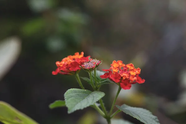 Renkli bir çeşit yabani çiçek.. — Stok fotoğraf