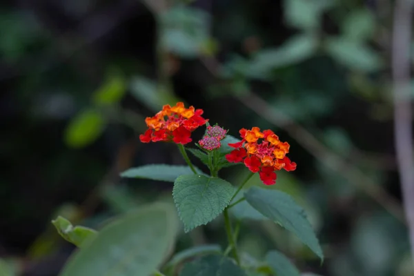 Jeden typ divokého květu s barevnými. — Stock fotografie