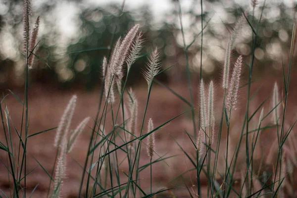 Knoflíky na kabátech, mexická sedmikráska. Fotografovat BAC — Stock fotografie