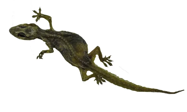 La imagen de un pequeño reptil llamado lagarto que está muerto por una —  Fotos de Stock