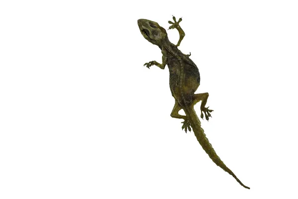 A imagem de um pequeno réptil chamado lagarto que está morto para um — Fotografia de Stock