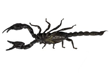 Akrep beyaz arkaplanda izole.