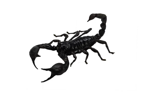 Skorpion isoliert auf weißem Hintergrund. — Stockfoto