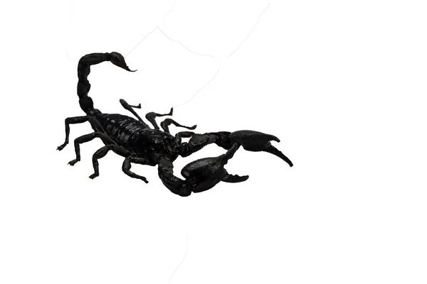 Škorpión izolovat na bílém pozadí. — Stock fotografie