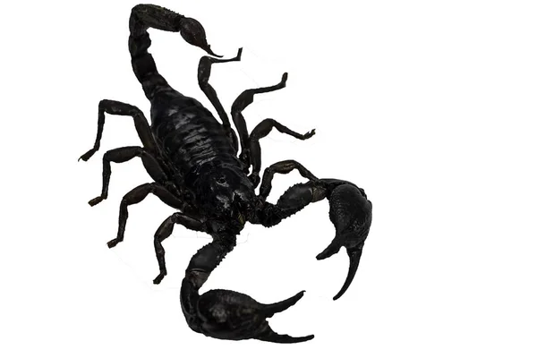 Scorpion isolate on white background. — Stock Photo, Image