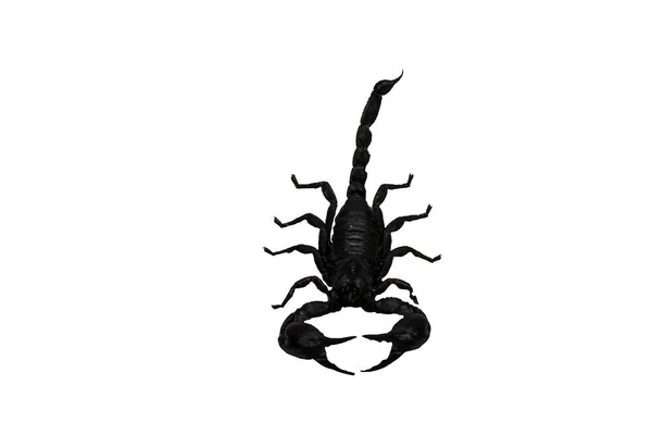 Škorpión izolovat na bílém pozadí. — Stock fotografie