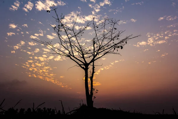 Image d'un arbre tombant presque complètement de l'arbre . — Photo