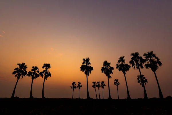 Photos Silhouette of sugar palm. — Stock Photo, Image