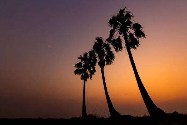 Photos Silhouette of sugar palm. — Stock Photo, Image