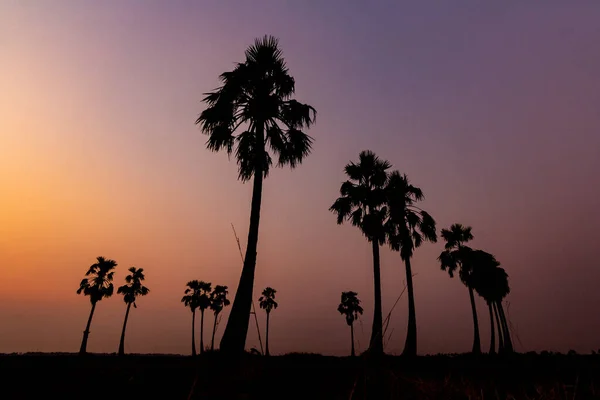 Фото Силуэт сахарной пальмы . — стоковое фото