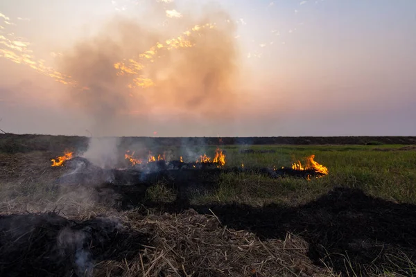 Utsikt över risfält där byborna bränner stubbe av ris Royaltyfria Stockfoton