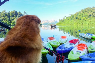 Köpek turist gönderen tekneyi izliyordu. Ratchaprapa Barajında