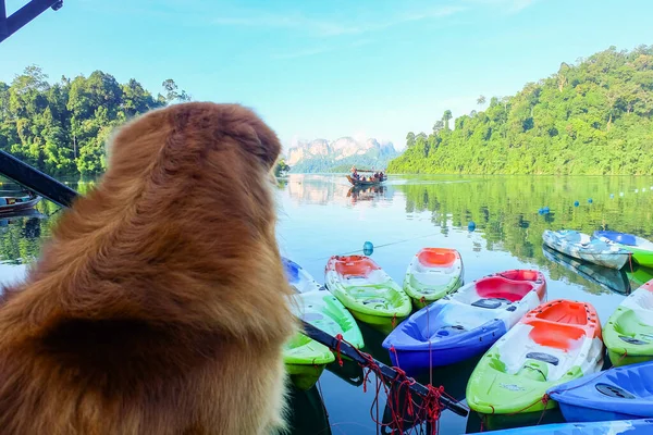 Dog was watching the boat that sent tourists. At Ratchaprapa Dam 스톡 사진