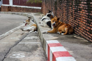 Many dogs lie on the footpath road.