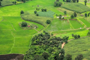 Picture of a rice field plot from a high.